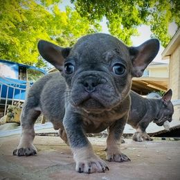 French Bulldogs from GC Bulldogs