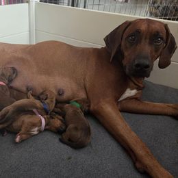 Rhodesian Ridgeback puppies from Bold Move Rhodesian Ridgebacks