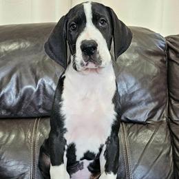 Key - Mantle male Great Dane puppy in Castle Rock, Washington from Uber Alles Great Danes