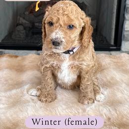 Winter - Cream female Goldendoodle puppy in Frostproof, Florida from Lover Dover Doodles