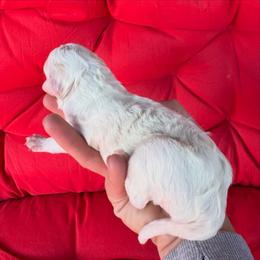 Gideon - Apricot male Aussiedoodle puppy in Orland, California from Shockley’s Elite Doodles