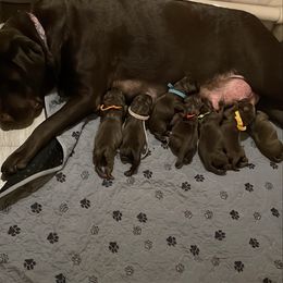 Pink - Chocolate female Labrador Retriever puppy in Cape Coral, Florida from Happiest Retrievers