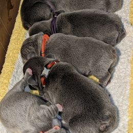 French Bulldogs and German Shorthaired Pointers from Anahola Frenchies