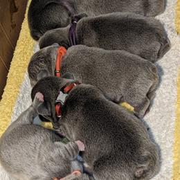 French Bulldogs and German Shorthaired Pointers from Anahola Frenchies