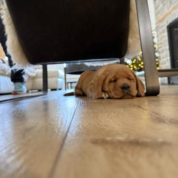Labrador Retriever Puppies from Tsuki Labradors