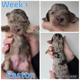 Easton - Dapple male Dachshund puppy in Michigan from M.H.P Dachshunds