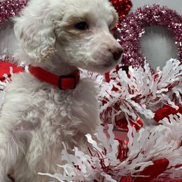 Sugar - Parti Poodle puppy in New Kensington, Pennsylvania from Happy puppy tails