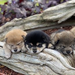Akita and Shiba Inu Puppies from Day Dream Shiba Inu’s