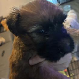 Pink - Wheaten female Soft Coated Wheaten Terrier puppy in Casselberry, Florida from Timberlane