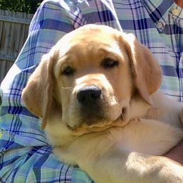 Labrador Retriever Puppies from Flashylabs