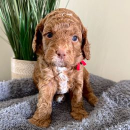 Chiba - Red Cavapoo puppy in Pleasant Grove, Utah from Destination Doodles