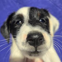Female pup 2 - White black and tan female Smooth Fox Terrier puppy in Lake City, Florida from Providence Kennels