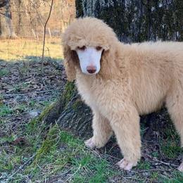 Rubble - Apricot Poodle puppy in Toone, Tennessee from Big Springs Little Paws Standard Poodles
