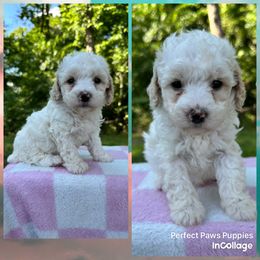 Boy 3 - White male Poodle puppy in Hillsboro, Illinois from Perfect Paws Puppies