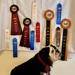 Lilly Loo - Bulldog