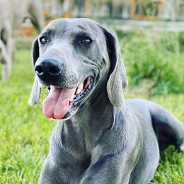 German Shorthaired Pointers, Vizslas, and Weimaraners from Hilltop Farms
