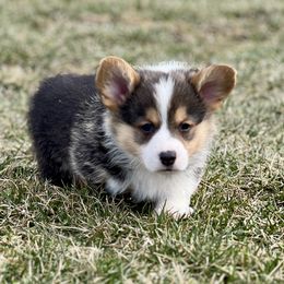 Australian Shepherd, Lagotto Romagnolo, and Pembroke Welsh Corgi Puppies from SS Australian Shepherds