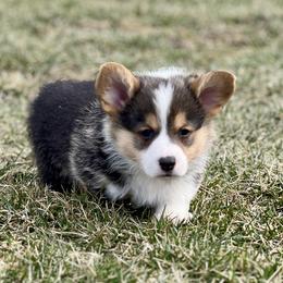 Australian Shepherd, Lagotto Romagnolo, and Pembroke Welsh Corgi Puppies from SS Australian Shepherds