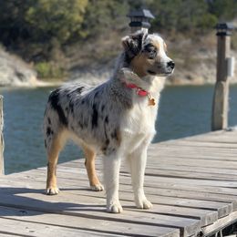 Zoe - Australian Shepherd