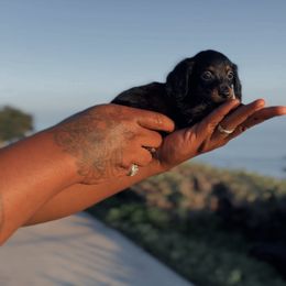 Summer - Black and tan female Dachshund puppy in Los Angeles, California from Mini Doxies R Us