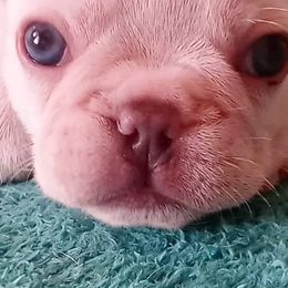 French Bulldogs from SD Jackpot Frenchies