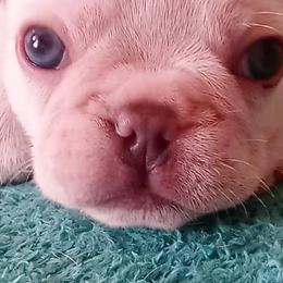 French Bulldogs from SD Jackpot Frenchies