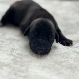 Clara - Black female Great Dane puppy in Cross, South Carolina from DoodleDandy & Danes