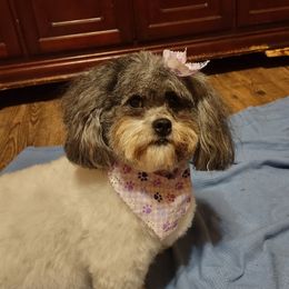 Lilly - Shichon