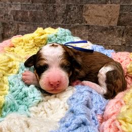Avalanche - Chocolate merle male Bernedoodle puppy in Forest, Ohio from Mini Doodle Buddies