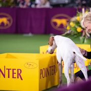 Pointer Puppies from Playlist Pointers