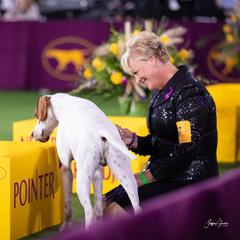 Pointer Puppies from Playlist Pointers