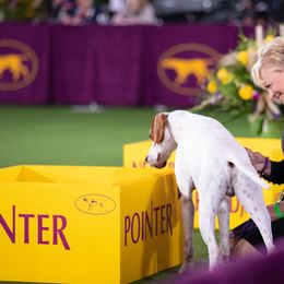 Pointer Puppies from Playlist Pointers