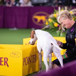 Pointer Puppies from Playlist Pointers