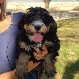 Lgt Pink  Petunia - Tri-color Bernedoodle puppy in Dugway, Utah from Luv4Bernedoodles