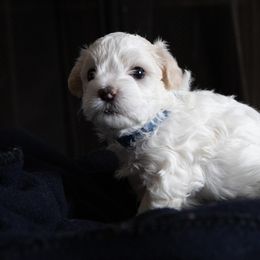 Boy 1 - Maltipoo puppy in Peekskill, New York from Dorothy Bunch's Maltipoos