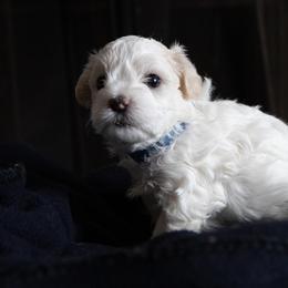 Boy 1 - Maltipoo puppy in Peekskill, New York from Dorothy Bunch's Maltipoos