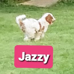 Jazzy - Poodle