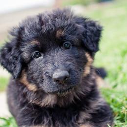 German Shepherd Puppies from Blue Bloods Haus German Shepherds