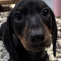 Dachshunds from Dachshund Puppies