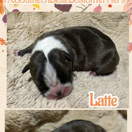 Latte - Brindle and white female Boston Terrier puppy in Brazos Point, Texas from TX Southern Belle Bostons