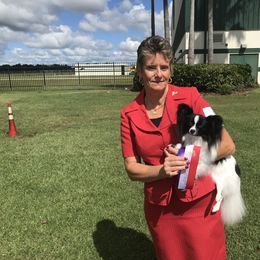 Papillon All Grown Up from Noble's Papillons