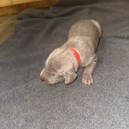 Boy 2 - Silver gray male Weimaraner puppy in Spartanburg, South Carolina from Palmetto State Weimaraners