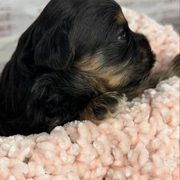 Eve - Black and tan female Havapoo puppy in Spokane, Washington from Havaluv Puppies