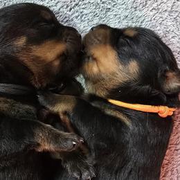 Mr. Orange Collar - Black and mahogany male Rottweiler puppy in Clarksburg, West Virginia from Vom Peiffley Rottweilers, LLC