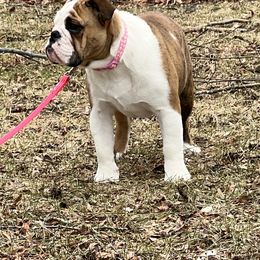 Bulldog and French Bulldog Puppies from Rockee Top Bulldogs