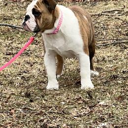 Bulldog and French Bulldog Puppies from Rockee Top Bulldogs