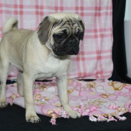 Shana - Fawn female Pug puppy in Tuscola, Illinois from Dream on puppies
