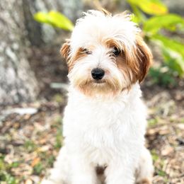 Liam - Labradoodle