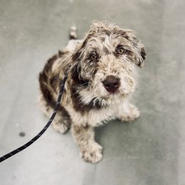 Bordoodle and Labradoodle Puppies from Howdy Doodles