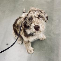 Bordoodle and Labradoodle Puppies from Howdy Doodles